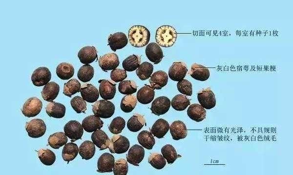 蔓荆子有哪些功效(蔓荆子配菊花功效)图3