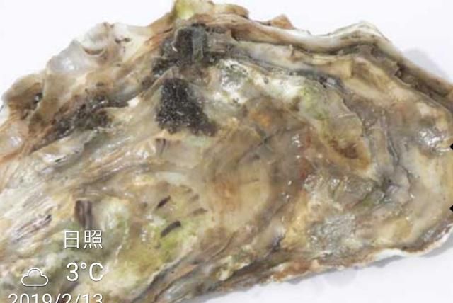 牡蛎怎么做,牡蛎怎么做给宝宝吃图14