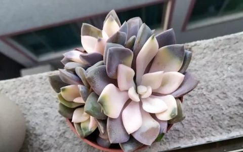 多肉跟仙人球哪个好养,多肉和仙人球养法一样吗