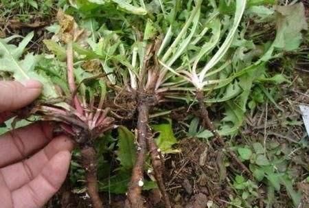 蒲公英可以和金莲花一起泡水喝吗图1