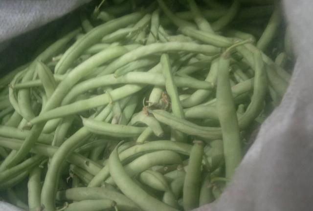 现在能种植菜瓜吗,菜瓜苗的种植方法图2