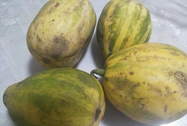 现在能种植菜瓜吗,菜瓜苗的种植方法图3