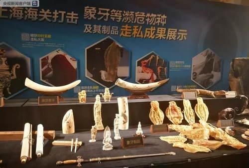 这种东西本来是鱼的“救生圈”，却被吹成了美容养颜的“神药”