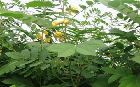 头晕草有什么药用功效