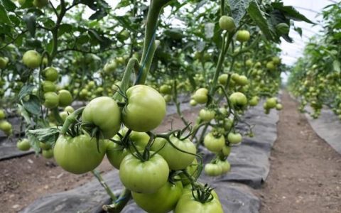 肥料怎么配比让叶片转绿效果快些