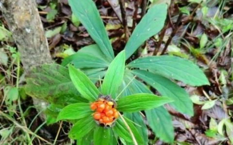 七叶一枝花有什么功效(七叶一枝花有什么功效和作用)