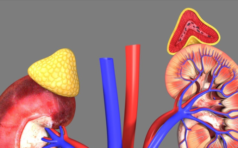 肾上腺是什么病怎么治疗(肾上腺反射区操作)