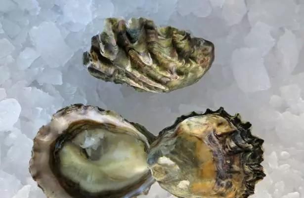 世界上的生蚝分为哪几种,世界生蚝哪几款比较出名图7