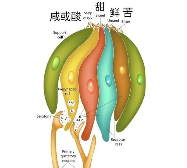 同时吃香蕉和枣，我看到了人生走马灯