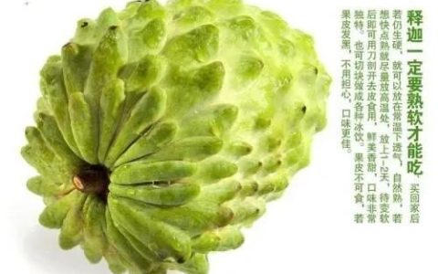 哪里出产的释迦果最好,它的功效是什么呢