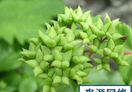 野生止血草，三步接骨丹，还阳参的功效与作用