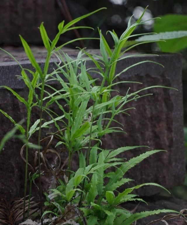凤尾蕨别名鸡爪草，生长在井栏边、石缝、墙根等阴湿处