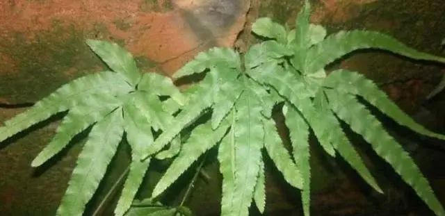 凤尾蕨别名鸡爪草，生长在井栏边、石缝、墙根等阴湿处