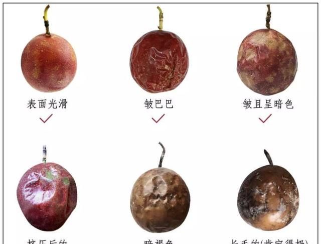 百香果有什么功效图7