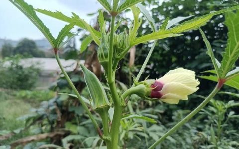 黄秋葵花，风中摇曳的秋葵花，感觉暖暖的黄色调，令人念想独特的葵香韵味