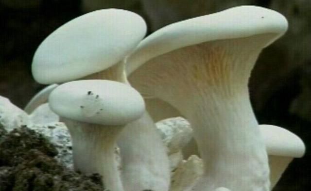 白灵菇为什么疏蕾(白灵菇怎样疏蕾)图1