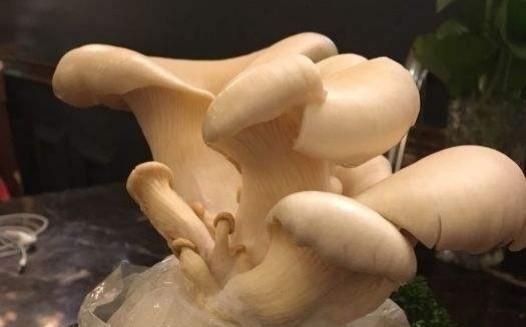 白灵菇为什么疏蕾(白灵菇怎样疏蕾)图2