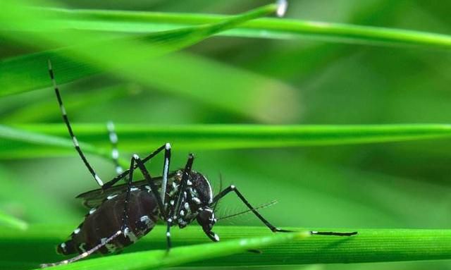 蚊子竟会传播致命疾病！夏季防蚊动起来！