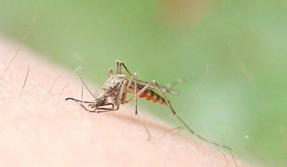 蚊子竟会传播致命疾病！夏季防蚊动起来！