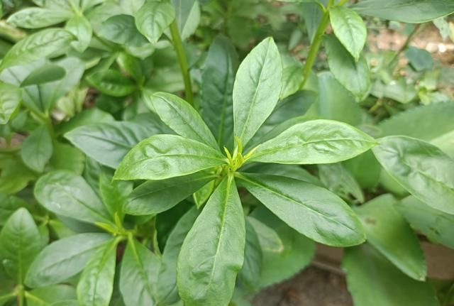 老屋旁常见的“人参菜”，价值可与人参相媲美，估计很多人不认识