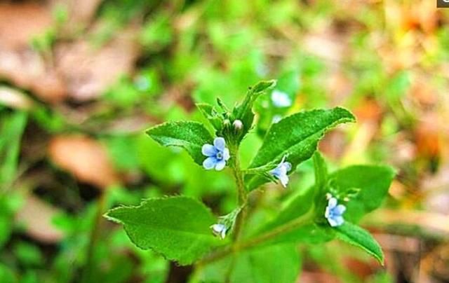 农村常见的野草，能消肿止痛，治疗胃病有神奇功效！
