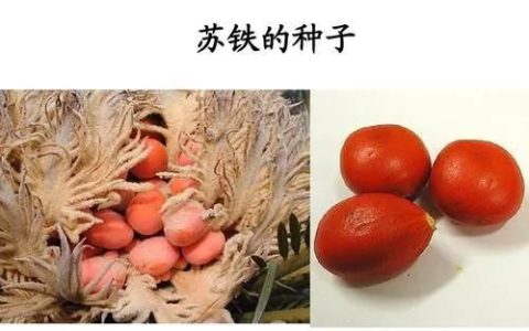 铁树果子可以吃吗,铁树果子挂件做法