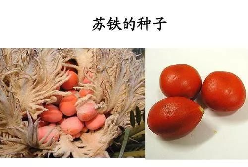 铁树果子可以吃吗,铁树果子挂件做法图1