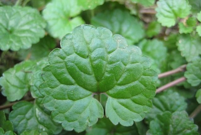 外形似金钱草，人称“透骨消”，隔三差五代茶饮，钻筋透骨有奇效