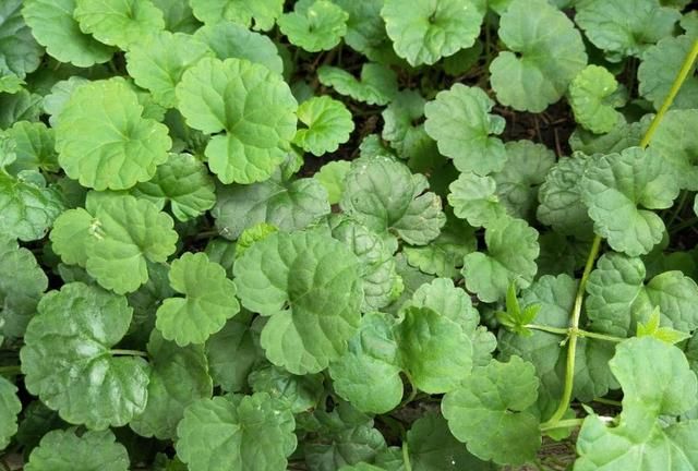 外形似金钱草，人称“透骨消”，隔三差五代茶饮，钻筋透骨有奇效