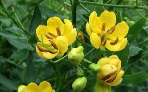 网上卖的驱蛇丸有效果吗