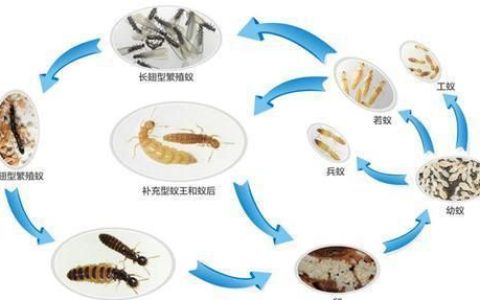 白蚁分飞季如何有效防治白蚁