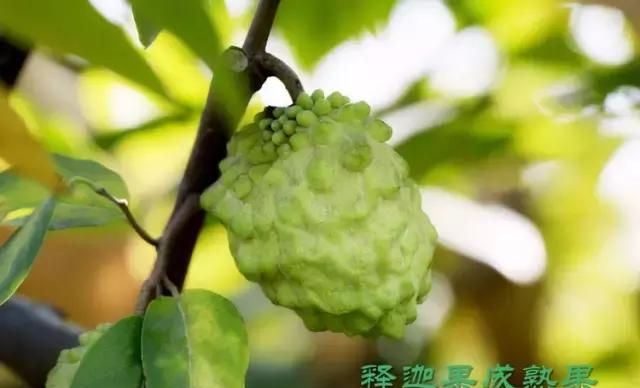 水果中的上等滋补品“释迦果”，果皮越黑越要吃！