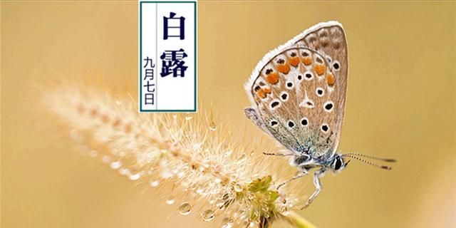 白露降，寒蝉鸣，营养师们都在吃的“二黄二红”是啥？