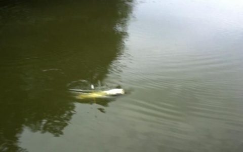 钓鲢鳙用什么样的饵料最好