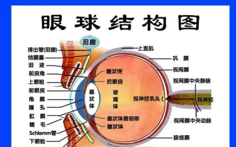如何区分角膜结膜虹膜(角膜结膜虹膜怎么看)