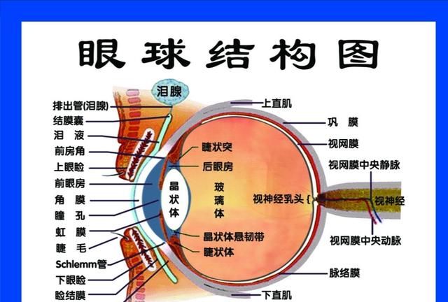 如何区分角膜结膜虹膜？