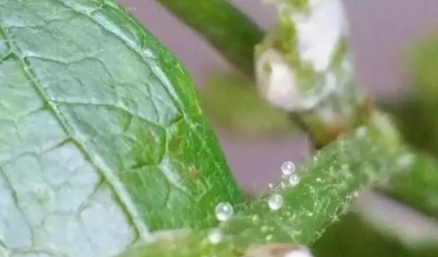 葡萄叶的作用和功效(葡萄叶的作用有哪些)图4