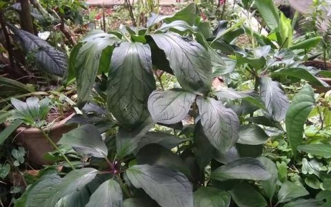 七叶一枝花有什么功效和作用,七叶一枝花种植技术及收益