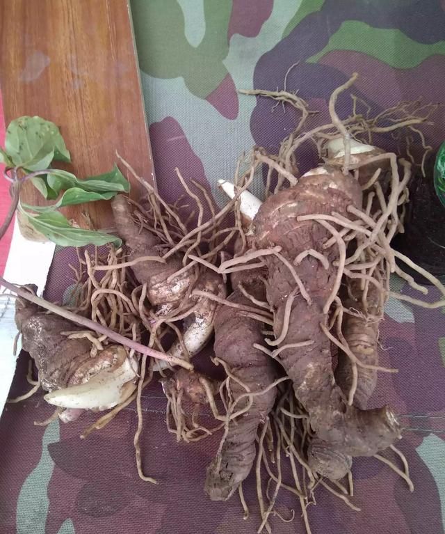 七叶一枝花有什么功效和作用,七叶一枝花种植技术及收益图2