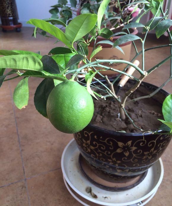 绿植：具有美容和净化空气功能的绿植-水果之王柠檬