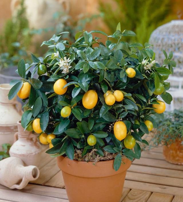 绿植：具有美容和净化空气功能的绿植-水果之王柠檬