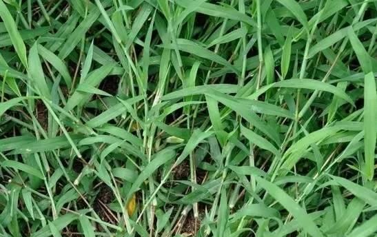 此草是农村一种常见的杂草，繁殖能力超强，是农民讨厌的杂草之一