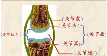 氨糖软骨素钙片哪种牌子疗效好(氨糖软骨素钙片哪个牌子比较好)图1