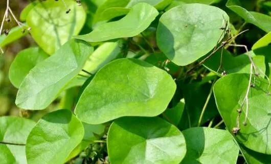 千金藤植物的功效(野生中草药千金藤的图片)图2