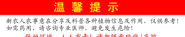 农村常见的这种害草，农民看见就要拔，竟不知能吃还是中草药