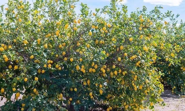 入秋之后，在家养棵柠檬树，结的果子能一直摘到冬天