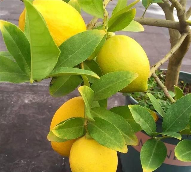 入秋之后，在家养棵柠檬树，结的果子能一直摘到冬天
