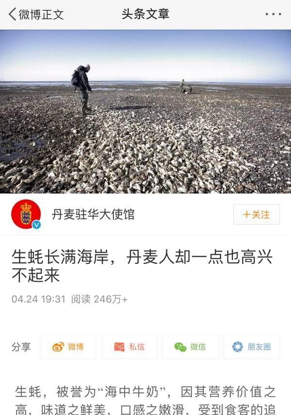 丹麦生蚝泛滥成灾怎么解决,丹麦生蚝成灾怎么处理图1