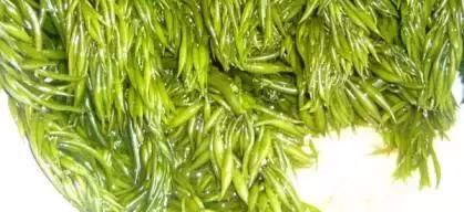 消痰利水用海藻 大叶小叶需鉴别