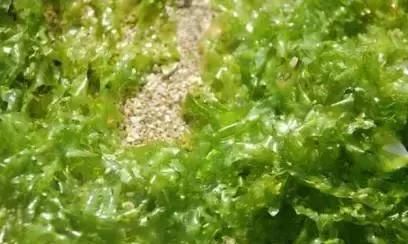 消痰利水用海藻 大叶小叶需鉴别